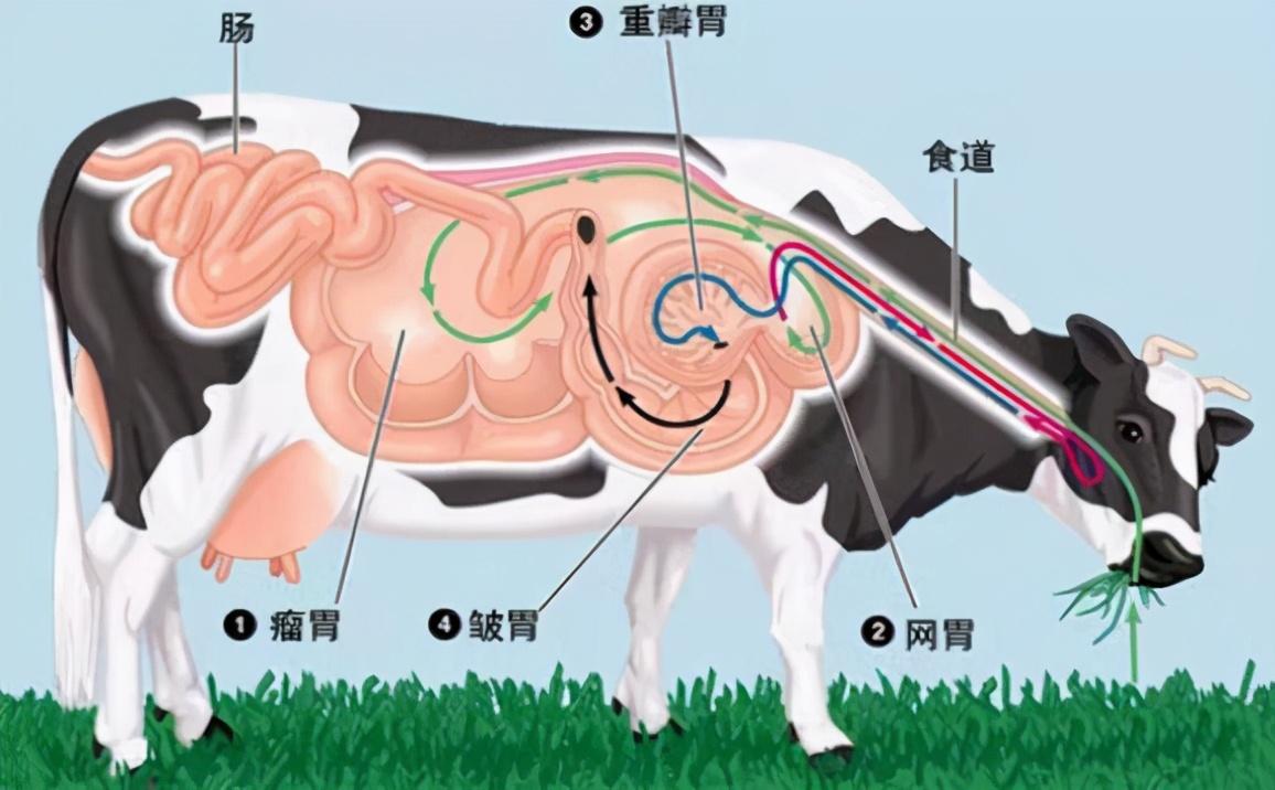 广东省考牛吃草，自然生态与文化传统的交融