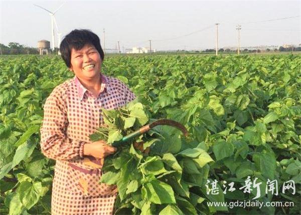 广东省湛江农场名单概览