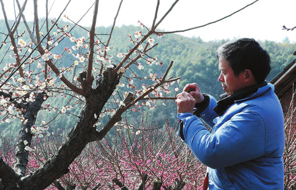 广东省乐昌市梅花镇，梅花香自苦寒来