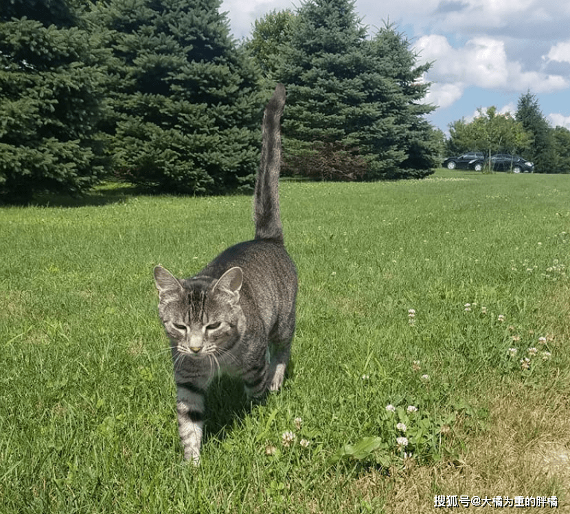 两个月大的猫咪的饮食指南，吃什么最适宜？