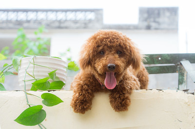 泰迪犬成长过程中的重要阶段，磨牙期与磨牙棒的使用