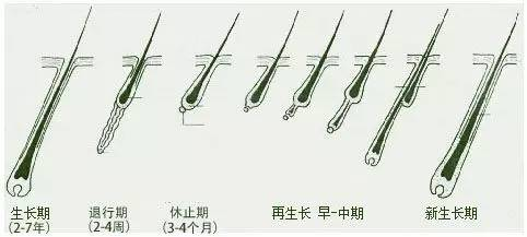 一个月可以长多少头发，头发的生长周期与影响因素探讨