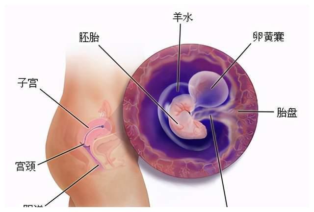 揭秘三个月胎儿发育标准，一场生命的奇妙旅程